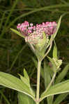 Swamp milkweed